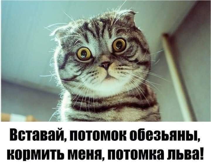 _ Ё Вставай потомок обезьяны ШШМИТЬ меня потомка льва