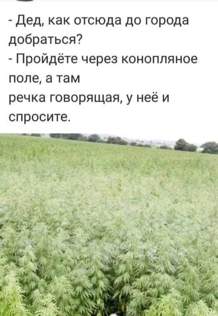 Дед как отсюда до города добраться Пройдёте через конопляное поле а там речка говорящая у неё и спросите