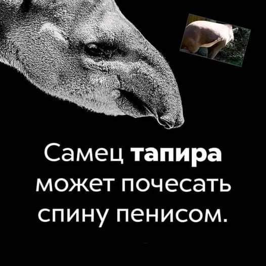 Самец тапира может почесать спину пенисом
