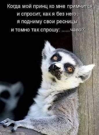 Когда мой принц ко мне гтЁіЁшген и спросил какя без не я подниму свои реши и томно тнк спрошу