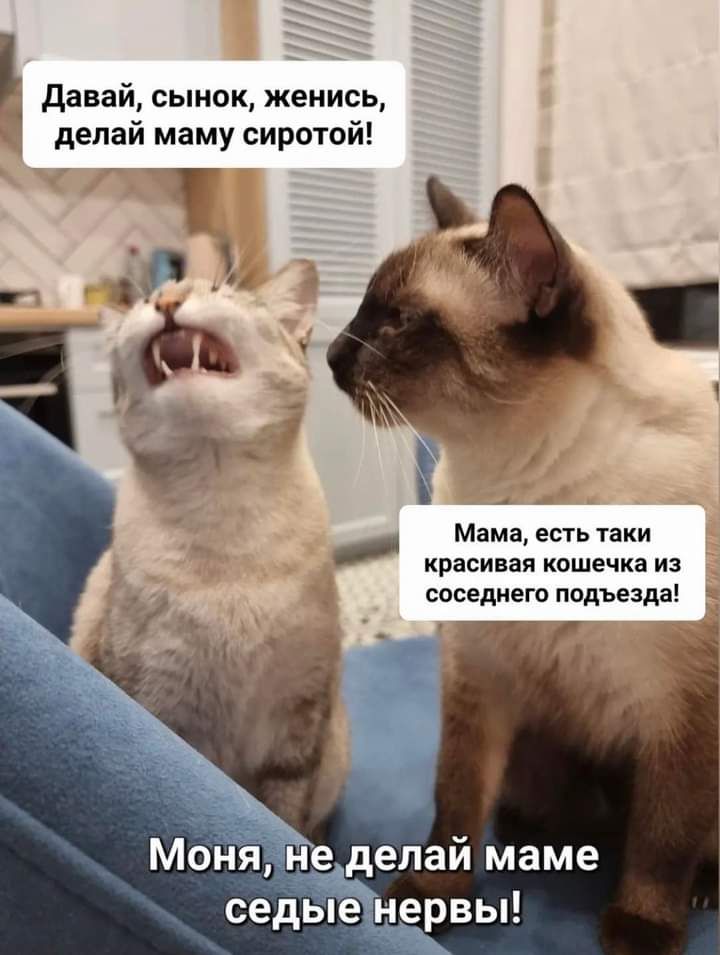 давай сынок женись делай маму сиротой Т Мама есть таки красивая кошечка из соседнего подъезда Моня неделай маме седыеНервы