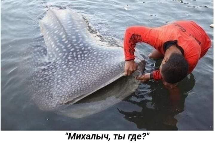 Михалыч ты где