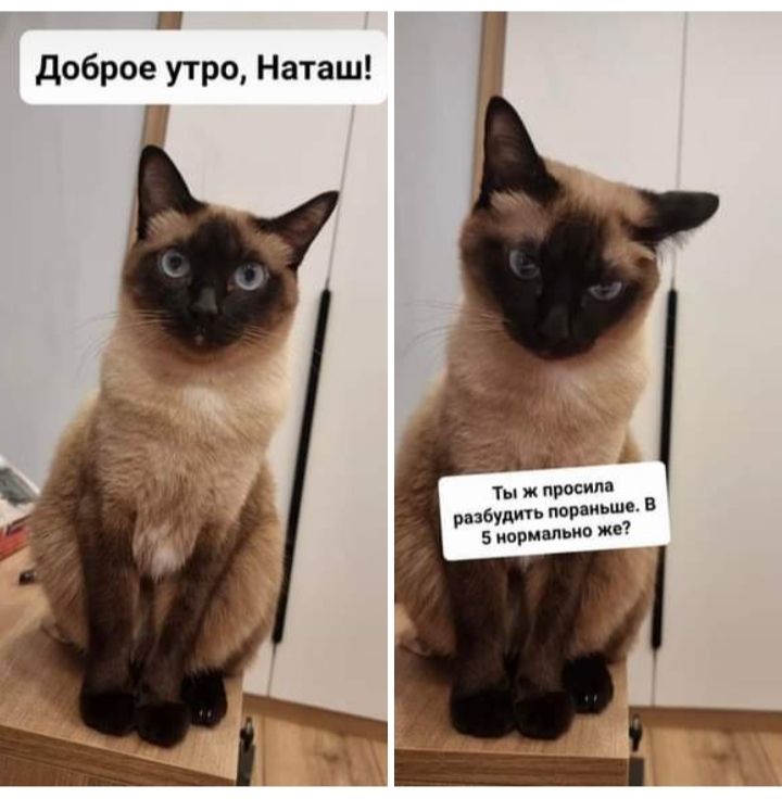 П дбРе утро Наташ Ты ж просила разбудив пораньше в 5 кормильца же