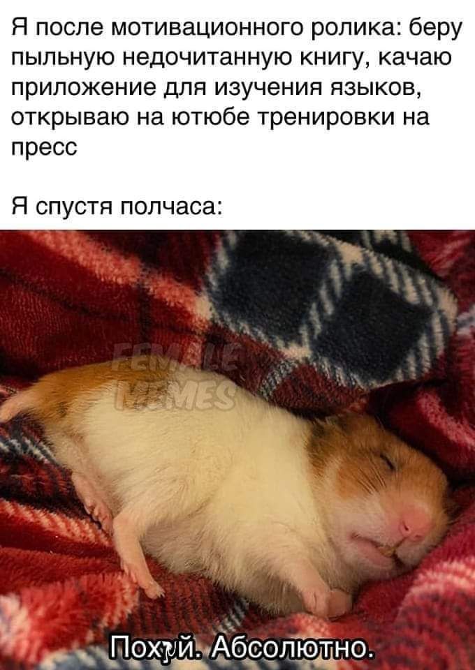 Я после мотивационного ролика беру пыльную недочитанную книгу качаю приложение для изучения языков открываю на ютюбе тренировки на пресс Я спустя полчаса и Абсолюшно