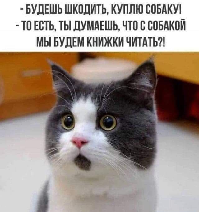 БУДЕШЬ ШКОЛИТЬ КУПЛЮ СОБАКУ ТП ЕСТЬ ТЫ ДУМАЕШЬ ЧТО В ВПБАКОЙ МЫ БУДЕМ КНИЖКИ ЧИТАТЬ кг