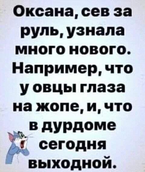 Оксана сев за руль узнала много нового Например что у овцы глаза на жопе и что в дУРдоме сегодня выходной