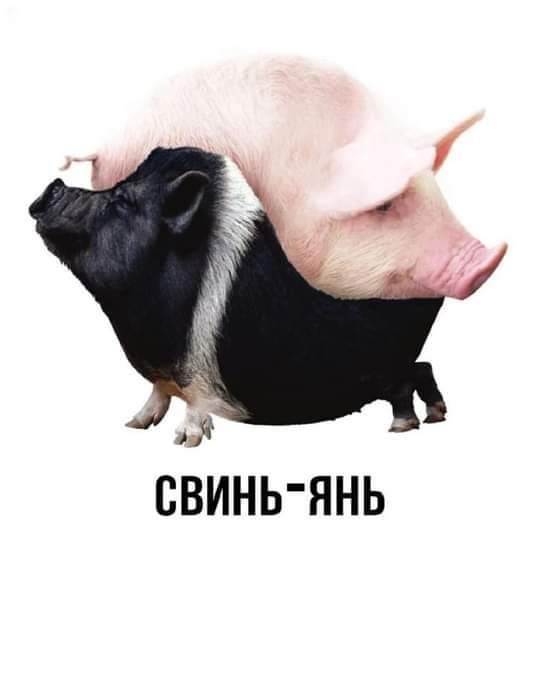 СВИНЬЯНЬ