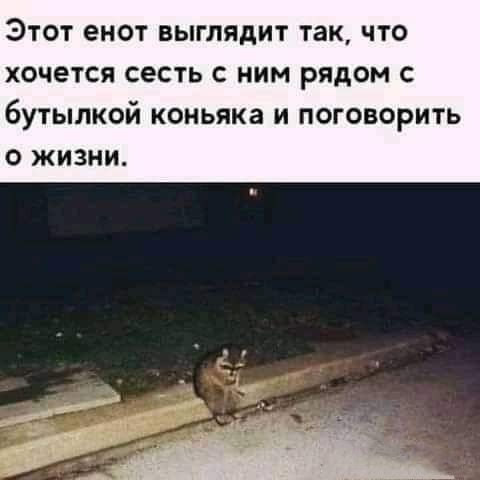 Этот енот выглядит так что хочется сесть ним рядом с бутылкой коньяка и поговорить о жизни