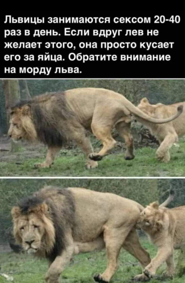 Львицы занимаются сексом 20 40 раз в день Если вдруг лав не желает этого она просто кусает его за яйца Обратите внимание на морду льва