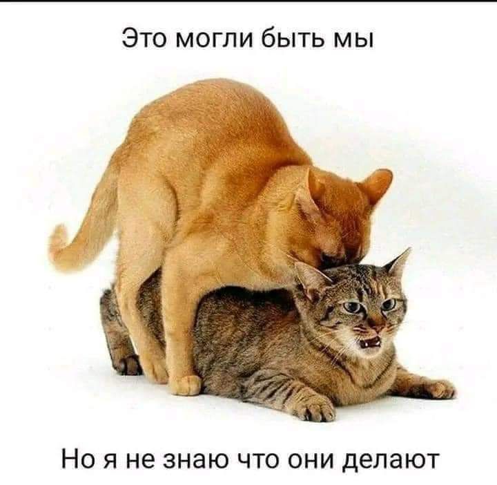 ЭТО МОГЛИ бЫТЬ МЫ НО Я не знаю ЧТО ОНИ делают