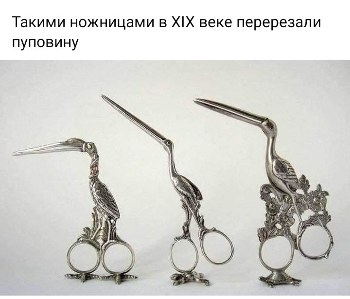 Такими ножницами в ХХ веке перерезали пуповину
