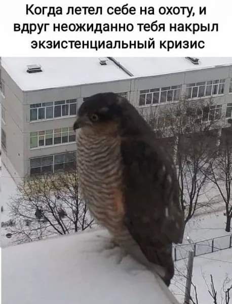 Когда летел себе на охоту и вдруг неожиданно тебя накрыл экзистенциальный кризис