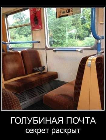 ГОЛУБИНАЯ ПОЧТА секрет раскрыт