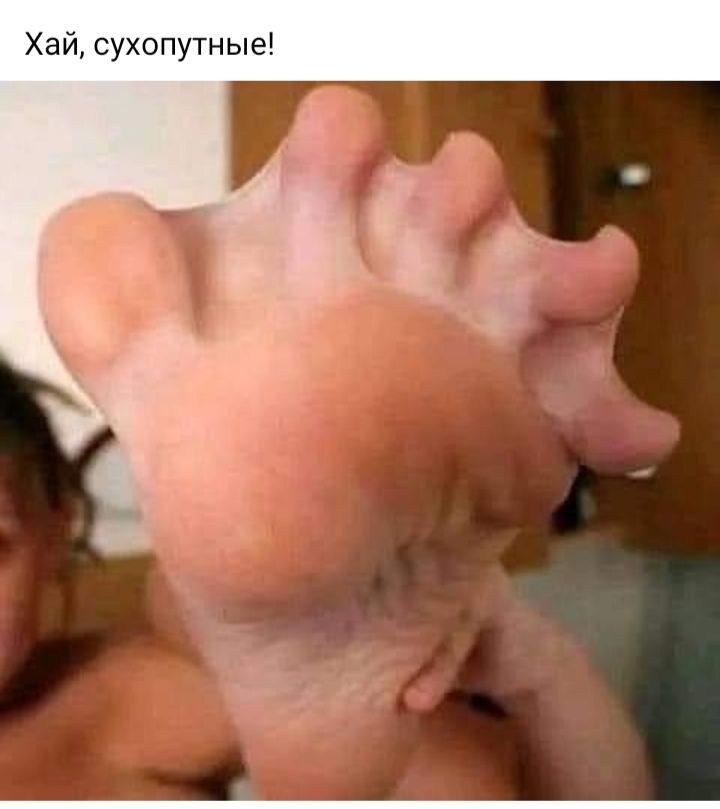 Хай сухопутные
