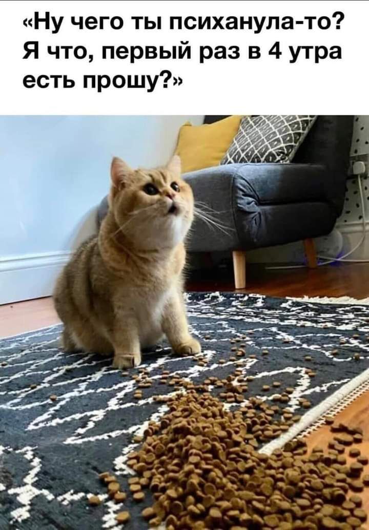 Ну чего ты психанула то Я что первый раз в 4 утра есть прошу