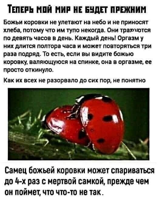 ТЕПЕРЬ НЕЙ НИР ВЕДЕТ ПРШИН Божьи коровки не улетают на небо и не прииосят хлеба потому что им тупа некогда Они таящгся по девять часа в день Каждый дены Оргии у ИИК МИТСЯ ПОЛТОР ЧіСЦ И МОЖЕТ ПОППРБПЬСЙ ТРИ раза подряд То есть если вы видит божью коронку валяющуюся на спинке ок пргіаме ее просто откинула Как их все не разорвало до сих под не понятно Самец Божьей коровки может спариваться до 10х раз