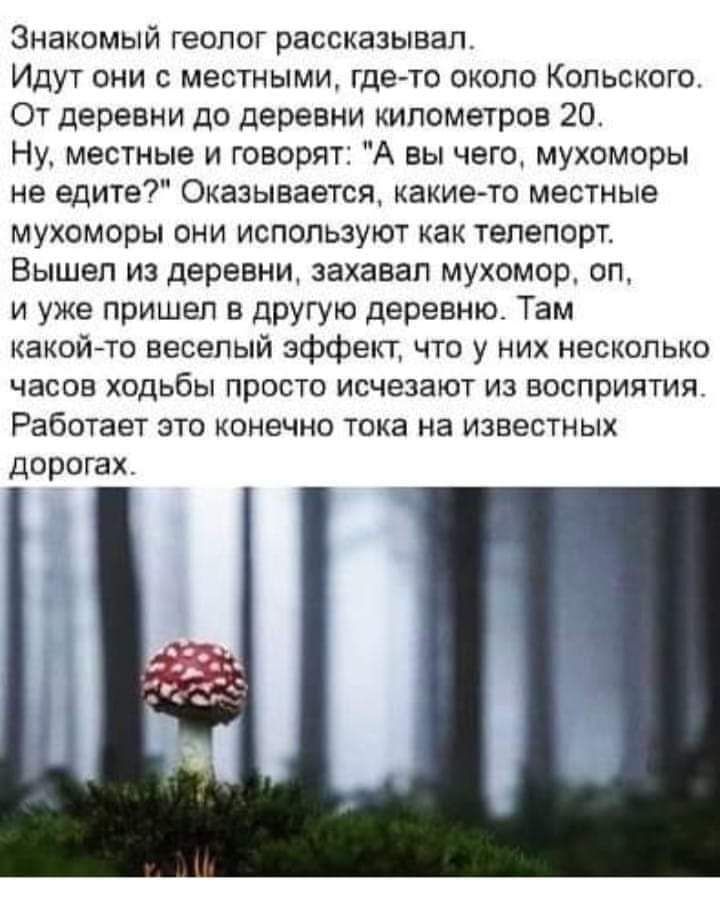 Знакомый геолог рассказывал Идут они с местными Где то около Кольского От деревни до деревни километров 20 Ну местные и говорят А вы чего мухоморы не едите Оказывается какие то местные мухоморы они используют как телепорт Вышел из деревни захавап Мухомор оп и уже пришел в другую деревню Там какой то веселый эффект что у них несколько часов ходьбы просто исчезают из восприятия Работает это конечно 