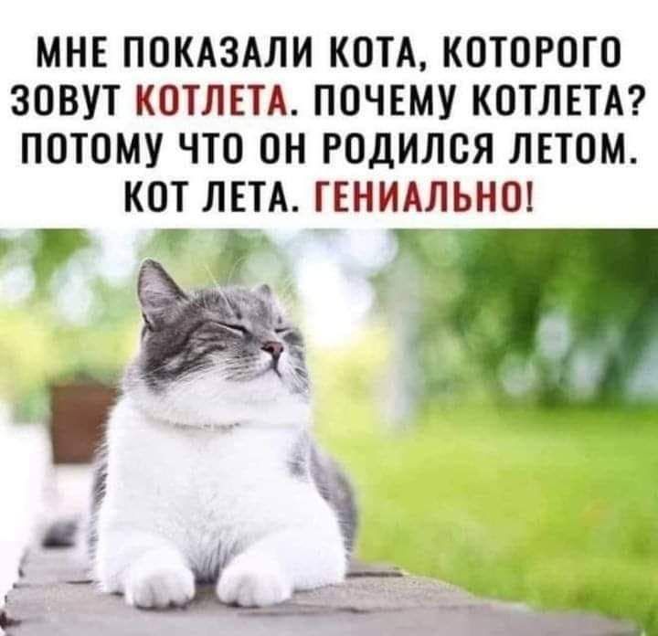 МНЕ ПОКАЗАЛИ КОТА КОТОРОГО ЗОВУТ КОТЛЕТА ПОЧЕМУ КОТЛЕТА ПОТОМУ ЧТО ОН РОДИЛОЯ ЛЕТОМ КОТ ЛЕТА ГЕНИАЛЬНО