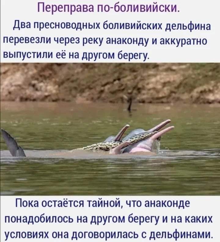 Переправа поболивийски Два пресноводных боливийских дельфина перевезли через реку анаконду и аккуратно выпустили её на другом берегу Пока остаётся тайной что анаконде понадобилось на другом берегу и на каких УСЛОВИЯХ она дОГОБОРИЛВСЬ С дельфинами