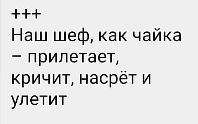 Наш шеф как чайка прилетает кричит насрёт и улетит