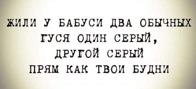 или у ывуси двд овнч пся один СЕРЫЙ дгугой СЕРЫЙ прям мк твои Будни