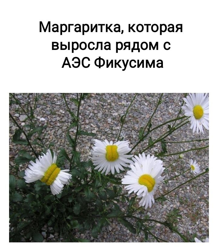 Маргаритка которая выросла рядом АЭС Фикусима