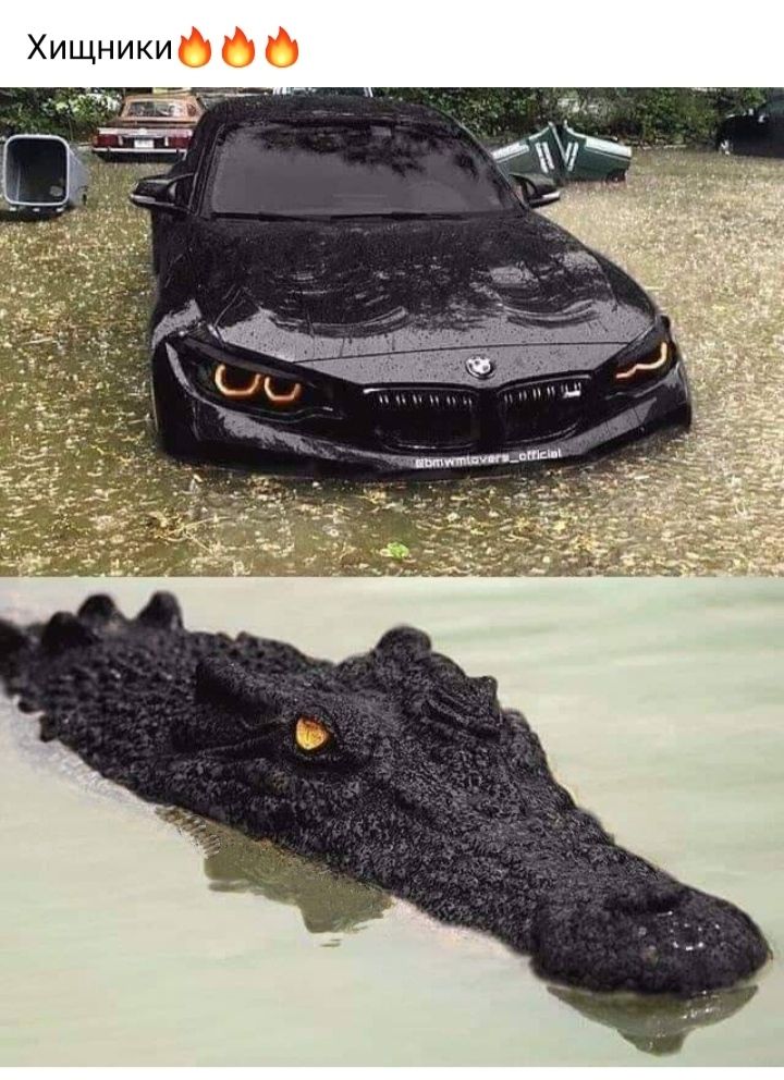 Хищники ё