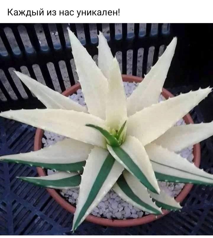 ЖДЫИ из нас уникален