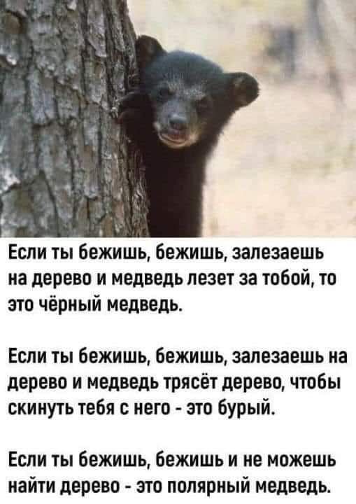 дд Если ты Бежишь бежишь запезаешь на дерево и медведь лезет за тобой то это чёрный медведь Если ты бежишь бежишь залезаешь на дерево и медведь трясет дерево чтобы скинуть тебя с него зто бурый Если ты бежишь Бежишь и не можешь иайти дерево это полярный медведь