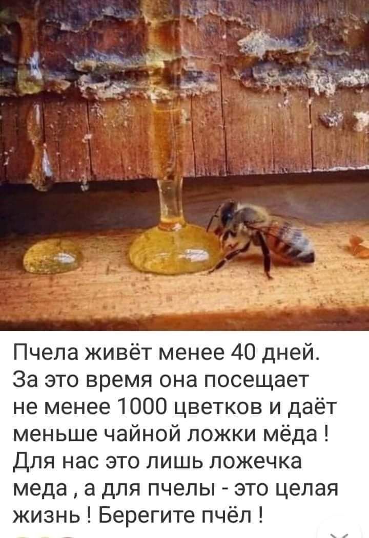 и Пчела живёт менее 40 дней За это время она посещает не менее 1000 цветков и даёт меньше чайной ложки мёда Для нас это лишь пожечка меда а для пчелы это целая жизнь Берегите пчёл