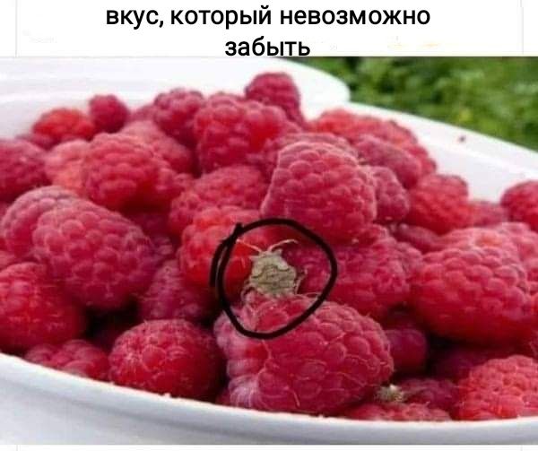 вкус который невозможно забь