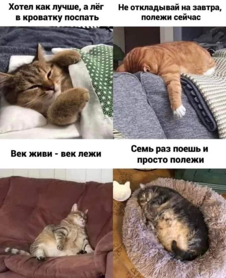 кош или лучше лёг Не откладывай и за кра ану поспать падежи сейчас Семь раз поешь и Век живи пк пежи просто падежи