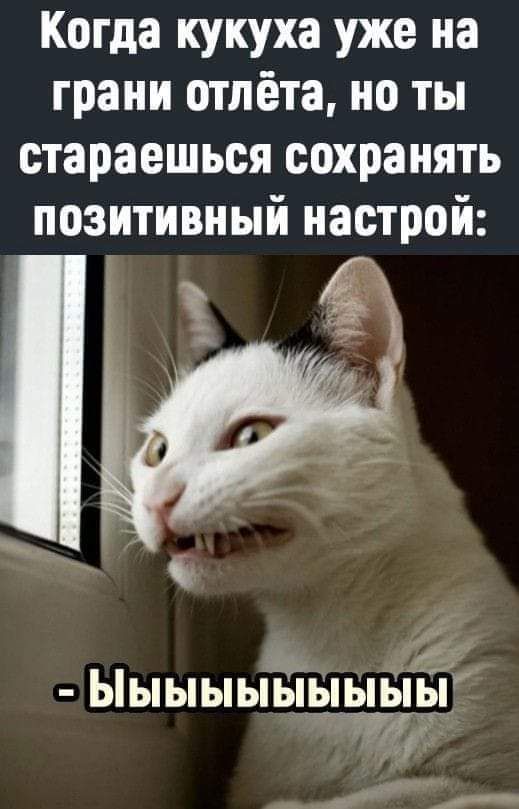 Когда кукуха уже на грани отлёта но ты стараешься сохранять позитивный настрой ЫыыыьЁТыыыЁ Зуй жир