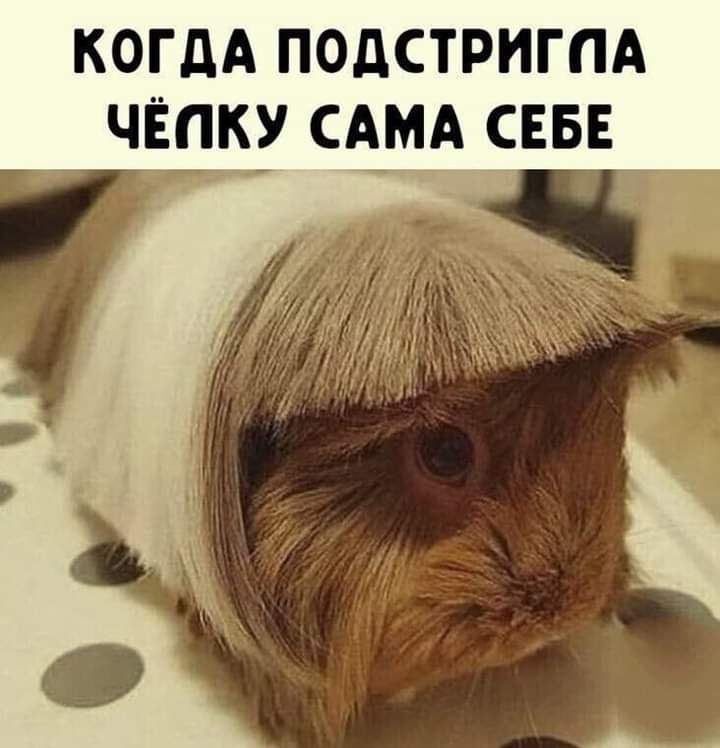 когдА ПОдСТРИГПА чёпку сд_мд _снве