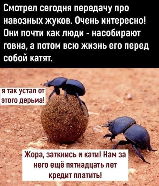Смотрел сегодня передачу про навозных жуков Очень интересно Они почти как люди насобирают говна а потом всю жизнь его перед собой катят я так устал от этого дерьма Жора зшкнись и кати Нгім за него еще пятнадЦатьпет кредит платить