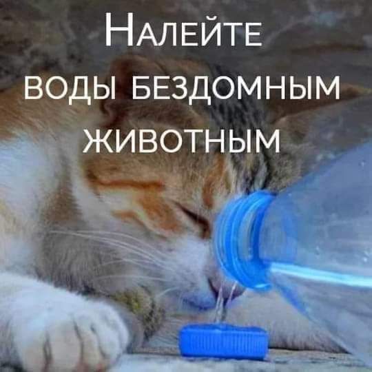 НАЛЕЙТЕ в ы вездомным