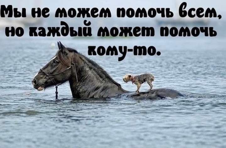 Мы не можем помочь всем но каждый может помочь кому по