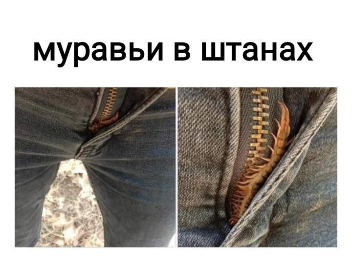 муравьи в штанах