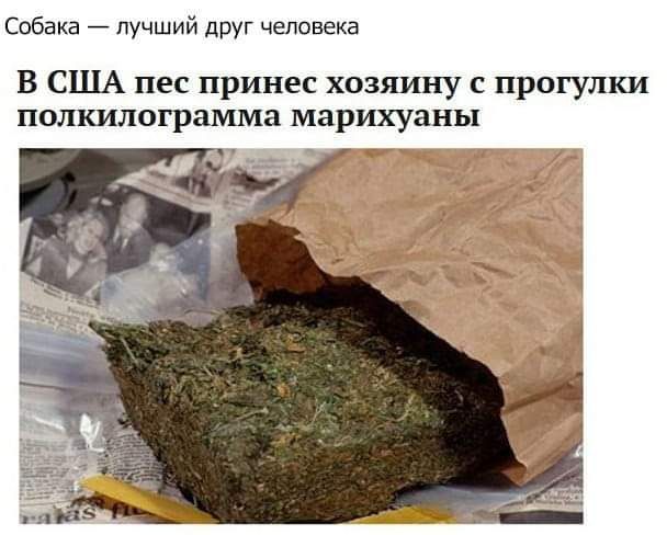 Собака _ лучший друг человека В США пес принес хозяину с прогулки полкилограмма марихуаны