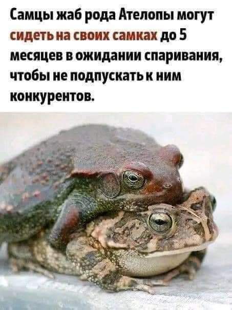 Самцы жаб рода Атепопы могут сидеть на своих самках до 5 месяцев в ожидании спаривания чтобы не подпускать к ним конкурентов