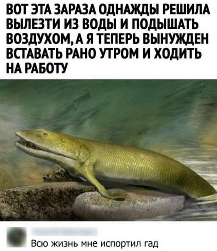 ВОТ ЭТА ЗАРАЗА ОДНАЖДЫ РЕШИЛА ВЬШЕЗТИ ИЗ ВОДЫ И ПОДЫШАТЬ ВОЗДУХОМА Я ТЕПЕРЬ ВЫНУЖДЕН ВСГАВАТЬ РАНО УТРОМ И ХОДИТЬ НА РАБОТУ Всю жизнь мне испортил гад