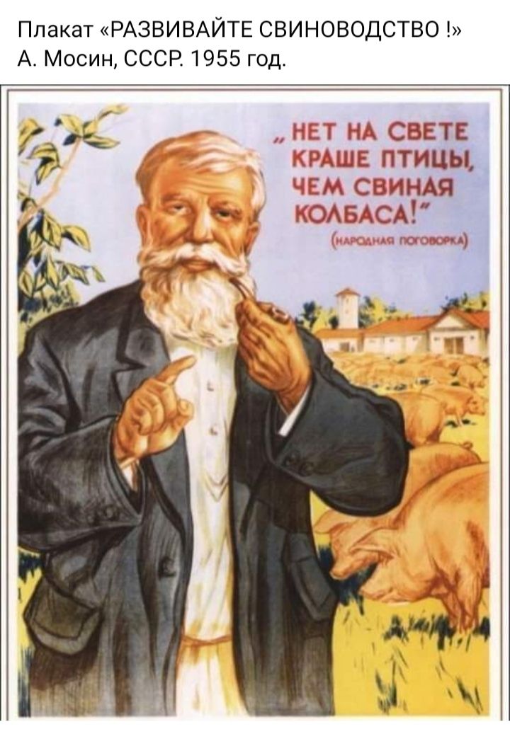 Плакат РАЗВИВАЙТЕ СВИНОВОДСТВО А Мосин СССР 1955 год НДГ НА СВЕТЕ ГАШЕ ПТИЦЫ КСМ СНИНАЯ ЮАБАСА