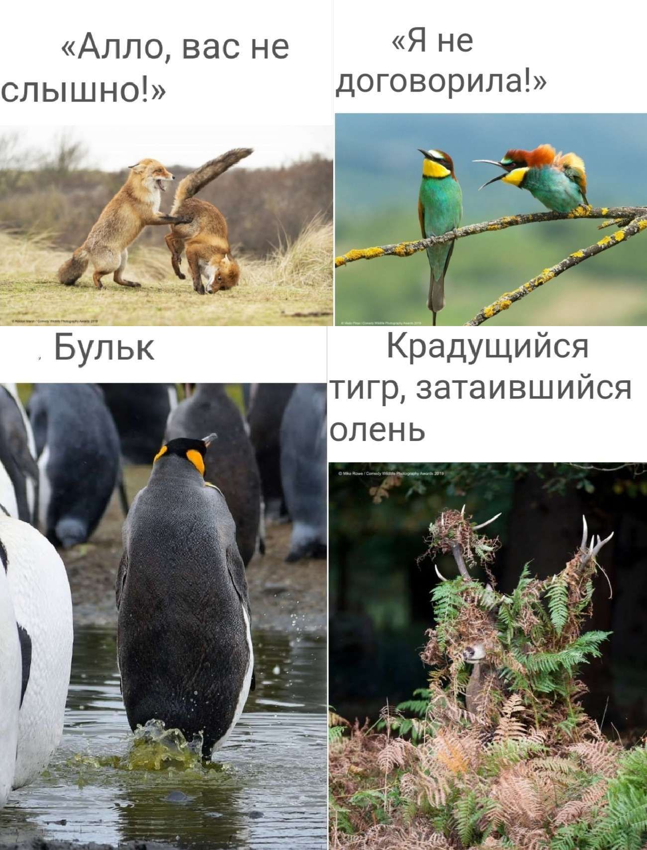 Алповасне Яне слышно договорила Крадущийся тигр затаившийся олень