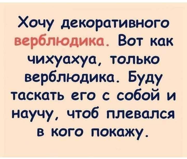 Хочу декоративного верблюдика Вот как чихуахуа только верблюдика Буду таскать его с собой и научу чтоб плевался в кого покажу