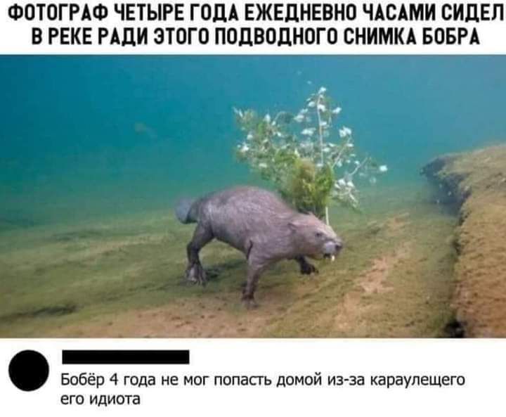 ФОТОГРАФ ЧЕТЫРЕ ГОДА ЕЖЕДНЕВНО ЧАОАМИ ОИДЕП О РЕКЕ РАДИ ЭТОГО ПОДВОДНОГО СНИМКА БОБРА Бобёр 4 года ш попить домой из за караулещего его идиота