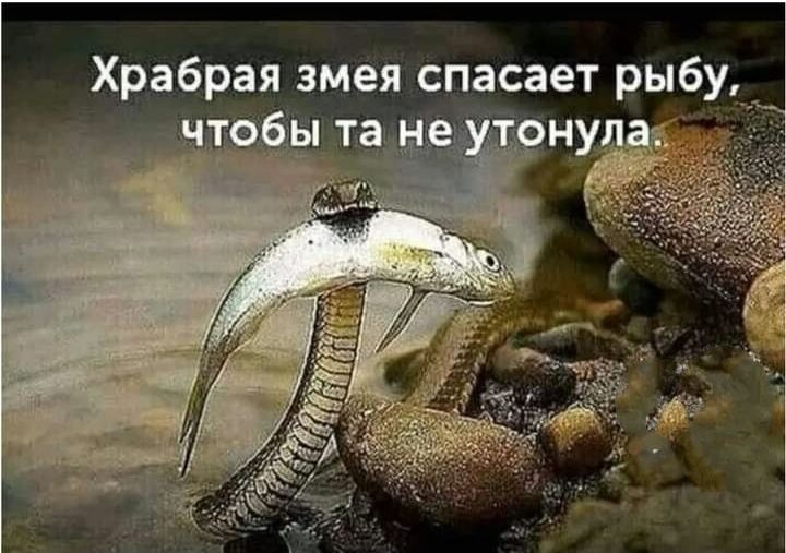 Храбрая змея спасает рыбу