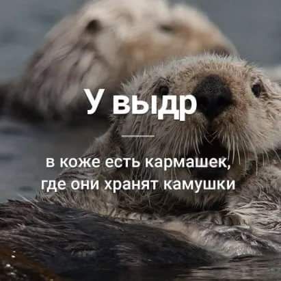 _ в коже есть кармашек эе йёранят Камушки