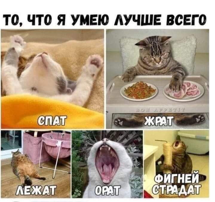 ТО ЧТО Я УМЕЮ АУЧШЕ ВСЕГО РТ т