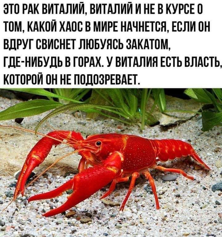 ЭТО РАК ВИТАЛИЙ ВИТАЛИЙ И НЕ В КУРБЕП ТОМ КАКОИ ХАПВ В МИРЕ НАЧНЕТСЯ ЕСЛИ 0Н ВПРУГ СВИБНЕТ ЛЮБУНСЬ 3АКАТ0М ГДЕ НИБУДЬ В ГПРАХ У ВИТАЛИЯ ЕБТЬ ВЛАСТЬ КПТПРПИ ПН НЕ ПВДВЗРЕВАЕТ
