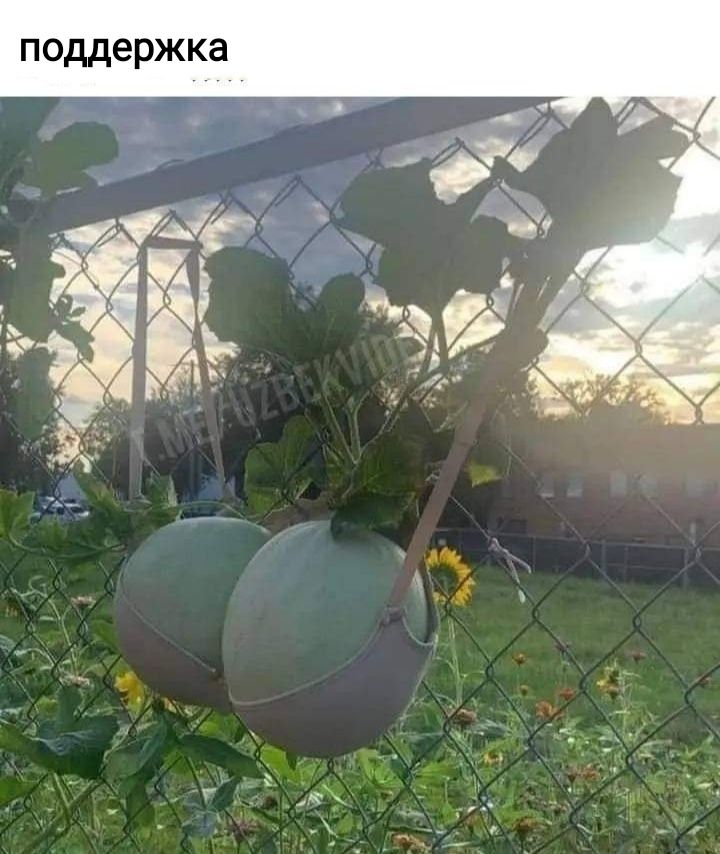 поддержка жт